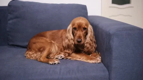 Adorable brown english cocker spaniel relaxing on a comfortable blue couch in a 스톡 동영상 337769194