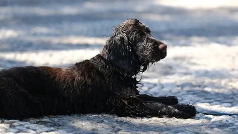 Adorable brown english cocker spaniel with wet fur lying on a cobblestone Stock-Footage 341774277