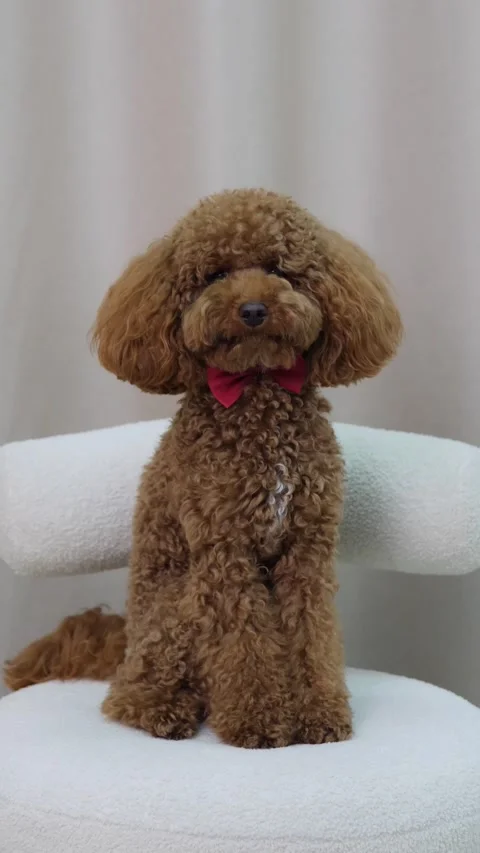 An Adorable Brown Poodle with a Charming Bowtie Sitting Gracefully and Elegantly Stock Footage 307585517