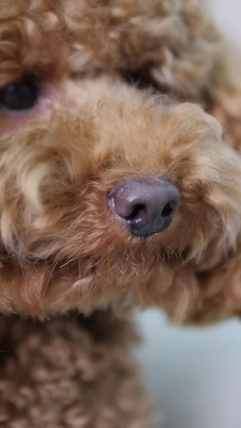 An Adorable Brown Poodle CloseUp Captures The Charm And Joy Of This Loving Stock Footage 307584636