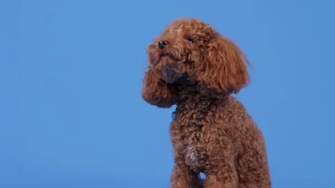 An adorable brown poodle is posed against a vibrant blue background, creating a Stock Footage 305547432