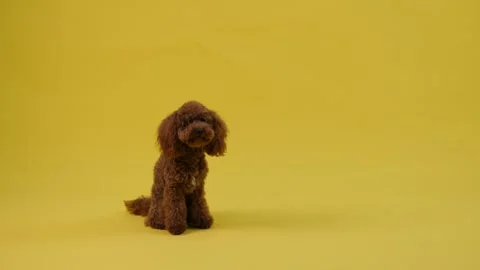 Adorable brown poodle posing against a bright and vibrant yellow background. Stock Footage 301420785