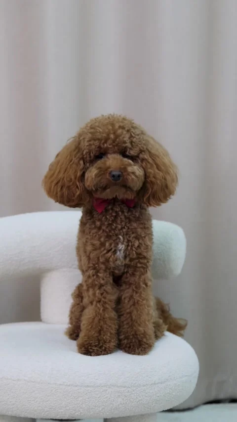 An adorable brown poodle sitting elegantly on a charming sofa in a lovely Stock Footage 307584737