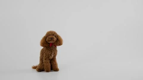 An Adorable Brown Poodle Sitting Gracefully in a Charming, Welcoming Environment Stock Footage 312251841