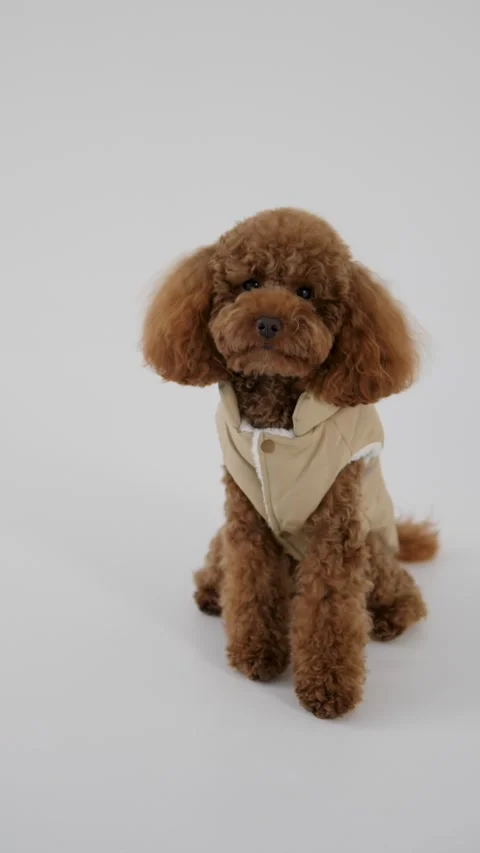 An adorable brown poodle styled in a very fashionable and eyecatching jacket Stock Footage 312231908