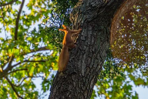 Adorable brown squirrel perched on a tree, captivating attention with curio.. Stock Photos