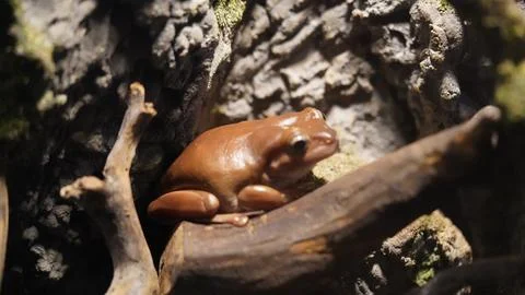 Adorable Brown Tree Frog Resting on a Branch Wildlife Scene Stock Photos