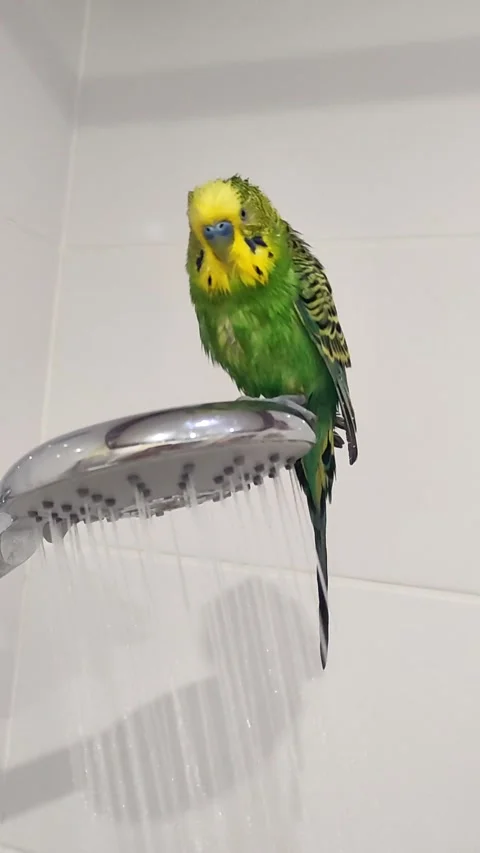 Adorable budgie bathing in the shower Video stock 296952199