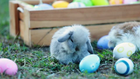 Adorable bunny holland lop cleaning herself in the garden Stock Footage 288697553