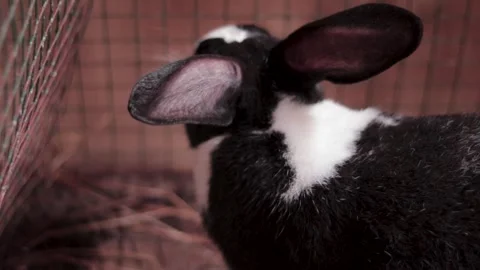 Adorable bunny resting in a cage. Stock Footage 302852937