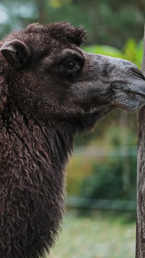 Adorable Camel Chewing Portrait Stock Footage 339019419