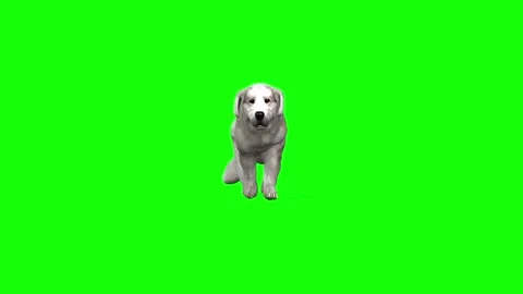 Adorable Canine Close-Up: 3D Greenscreen Animation 스톡 동영상 288324830