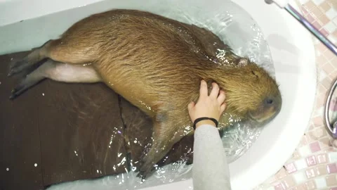 An Adorable Capybara Being Petted In The Hot Tub In An Animal Cafe In Stock Footage 132306377