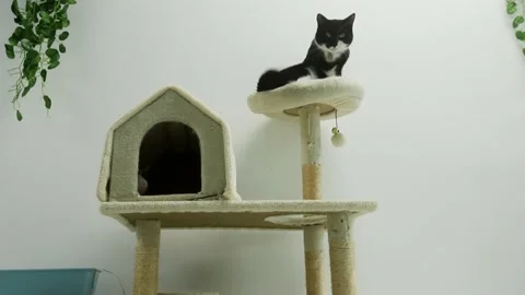 Adorable cat in a cat cafe or house  Stock Footage 158618807