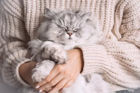 Adorable cat with closed eyes sitting in his owner arms. Pets and humans love Stock Photos