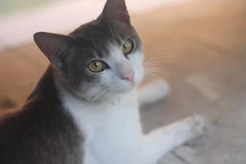 Adorable Cat with Curious Expression Stock Photos