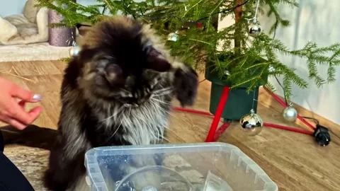 Adorable Cat Engaged with Christmas Decorations Near Tree Indoors Stock Footage 326294527