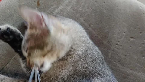 Adorable Cat Expressing Emotion While Relaxing on a Comfortable Surface Stock Footage 311513590