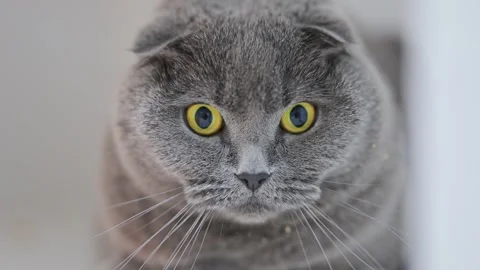 Adorable cat with folded ears and big yellow eyes looking shocked, funny and Stock Footage 307606046