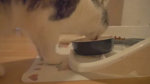 Adorable cat Stock Footage 218274039