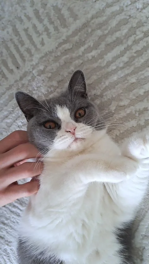 Adorable cat Stock Footage 341273308