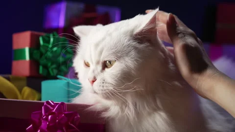 Adorable cat with gift boxes, surprise Stock Video Pond5