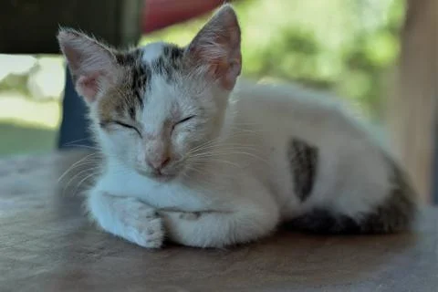 Adorable cat having a nap on table background Stock Photos