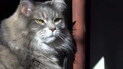 Adorable Cat Illuminated By Sun Light At Home Stock Footage 76288445