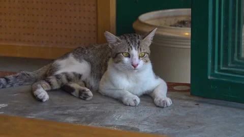 Adorable Cat Interaction with Human Touch Surprise Reaction Vidéo 333404728