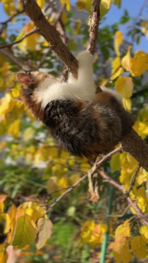 An Adorable Cat Joyfully Playing in a Tree Surrounded by Many Bright Colorful Видео 306082939