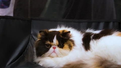 Adorable Cat looking around. white and Brown cat Relaxing. Stock Footage 343828316