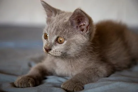 An adorable cat lying on a bed Stock Photos