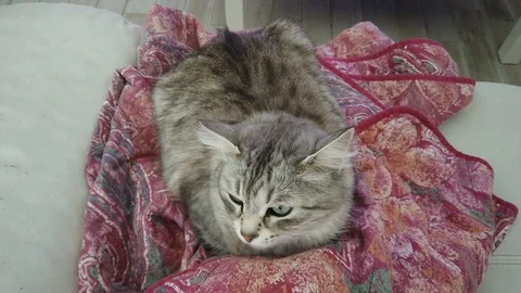 Adorable cat lying on a blanket Stock Footage 125588024