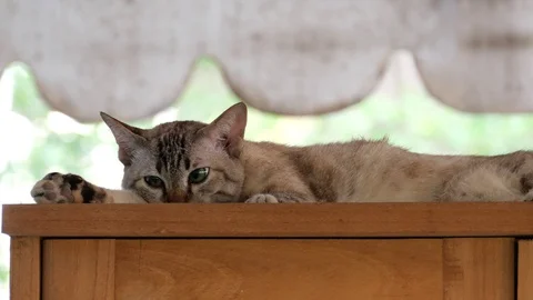 Adorable cat lying on the cabinet. Stock Footage 127998644