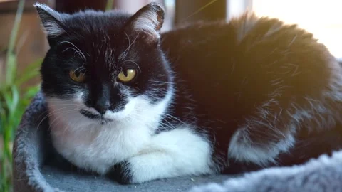 Adorable cat lying in a pet bed and warming in the sun. Cat portrait Video stock 173389881
