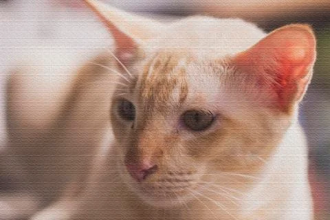 Adorable cat Stock Photos