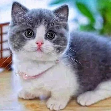 Adorable cat Stock Photos