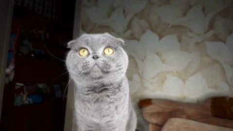 Adorable cat playing with a camera Stock Footage 148991924