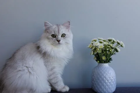 Adorable Cat Posing Elegantly Next to a Charming Bouquet of Flowers That Stock Photos