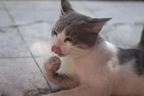 Adorable Cat Posing Like a Human Stock Photos