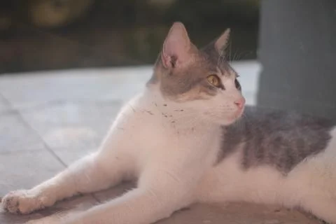 Adorable Cat Posing Like a Human Stock Photos