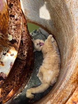 Adorable Cat Resting in a Rusty Metal Structure Stock Photos
