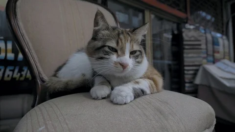 Adorable cat scratching itself on beautiful sunlight before sunset Video stock 107115129