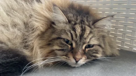 Adorable cat of siberian breed finding cuddles Vídeo Stock 218294744