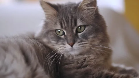 Adorable cat sitting on floor Stock Footage 269348407