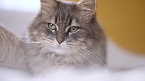 Adorable cat sitting on white background Stock Footage 269350174