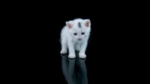 Adorable cat standing, looking around and meows, walks to camera Stock Footage 91763627