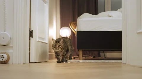 Adorable cat with stupid funny muzzle sneaking and hunting at home. Vídeo Stock 121826963