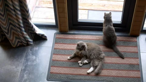 Adorable Cats Enjoy Window View in Cozy Home: Delight in the charm of these Stock Footage 248000427