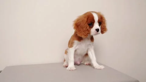 Adorable Cavalier King Charles Spaniel puppy standing and looking at the camera Stock Footage 263970309